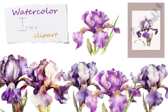 Watercolor Flowers Clipart: Digital Irises for Your Projects